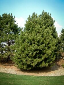 Сосна Чёрная (Pinus Nigra) купить по цене от 270.00р. в интернет-магазине «Посадика» с доставкой почтой в в Назаровое и по всей России – [изображение №1].