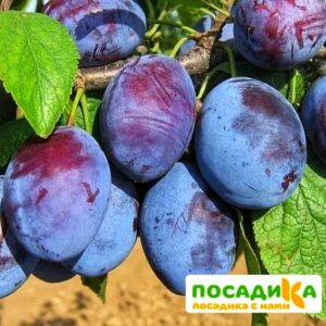 Слива Чачакская ранняя купить по цене от 229.00р. в интернет-магазине «Посадика» с доставкой почтой в в Назаровое и по всей России – [изображение №1].