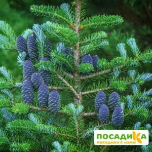 Пихта корейская (Abies koreana) купить по цене от 450.00р. в интернет-магазине «Посадика» с доставкой почтой в в Назаровое и по всей России – [изображение №1].