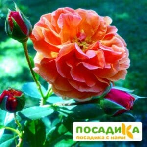 Роза Арабия купить по цене от 350.00р. в интернет-магазине «Посадика» с доставкой почтой в в Назаровое и по всей России – [изображение №1].