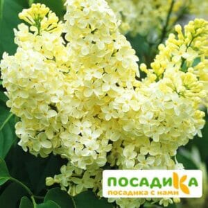 Сирень Примроуз (Primrose) купить по цене от 529.00р. в интернет-магазине «Посадика» с доставкой почтой в в Назаровое и по всей России – [изображение №1].