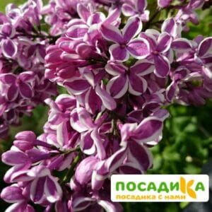 Сирень Сенсация купить по цене от 529.00р. в интернет-магазине «Посадика» с доставкой почтой в в Назаровое и по всей России – [изображение №1].