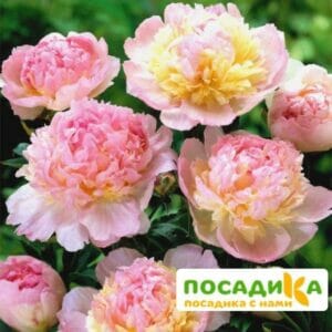 Пион Распберри Сандей (Paeonia Raspberry Sundae) купить по цене от 959р. в интернет-магазине «Посадика» с доставкой почтой в в Назаровое и по всей России – [изображение №1].