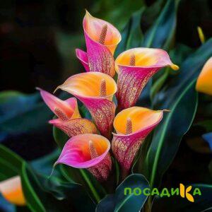Калла Оникс купить по цене от 450р. в интернет-магазине «Посадика» с доставкой почтой в в Назаровое и по всей России – [изображение №1].