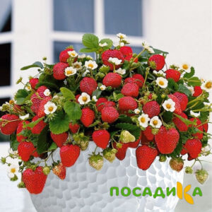 Клубника Рубиновый Шепот (горшечная) купить по цене от 240р. в интернет-магазине «Посадика» с доставкой почтой в в Назаровое и по всей России – [изображение №1].