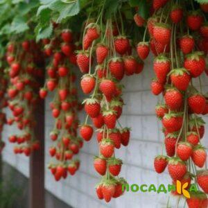 Клубника вьющаяся Комплимент купить по цене от 470р. в интернет-магазине «Посадика» с доставкой почтой в в Назаровое и по всей России – [изображение №1].