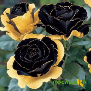 Роза Ханни Сикл купить по цене от 700р. в интернет-магазине «Посадика» с доставкой почтой в в Назаровое и по всей России – [изображение №1].