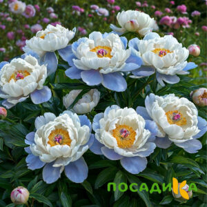 Пион акварельный Этюд купить по цене от 806р. в интернет-магазине «Посадика» с доставкой почтой в в Назаровое и по всей России – [изображение №1].
