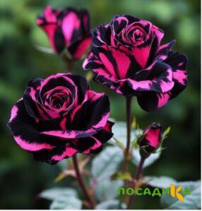 Роза Багровый Шепот купить по цене от 366р. в интернет-магазине «Посадика» с доставкой почтой в в Назаровое и по всей России – [изображение №1].