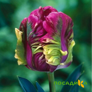 Тюльпан Экзотик Хэвен купить по цене от 186р. в интернет-магазине «Посадика» с доставкой почтой в в Назаровое и по всей России – [изображение №1].