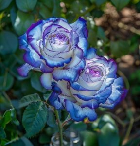 Роза Пэтолз Хоуп купить по цене от 333р. в интернет-магазине «Посадика» с доставкой почтой в в Назаровое и по всей России – [изображение №1].