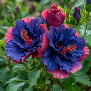 Гибискус Роуз Шайн купить по цене от 360р. в интернет-магазине «Посадика» с доставкой почтой в в Назаровое и по всей России – [изображение №1].