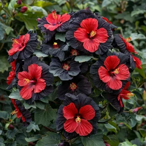 Гибискус Шиммеринг купить по цене от 720р. в интернет-магазине «Посадика» с доставкой почтой в в Назаровое и по всей России – [изображение №1].