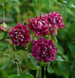 Роза Опаловый Пейзаж купить по цене от 490р. в интернет-магазине «Посадика» с доставкой почтой в в Назаровое и по всей России – [изображение №1].