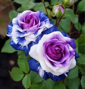 Роза Айвори Каскад купить по цене от 420р. в интернет-магазине «Посадика» с доставкой почтой в в Назаровое и по всей России – [изображение №1].