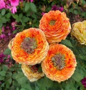 Роза Золотой Мираж купить по цене от 420р. в интернет-магазине «Посадика» с доставкой почтой в в Назаровое и по всей России – [изображение №1].